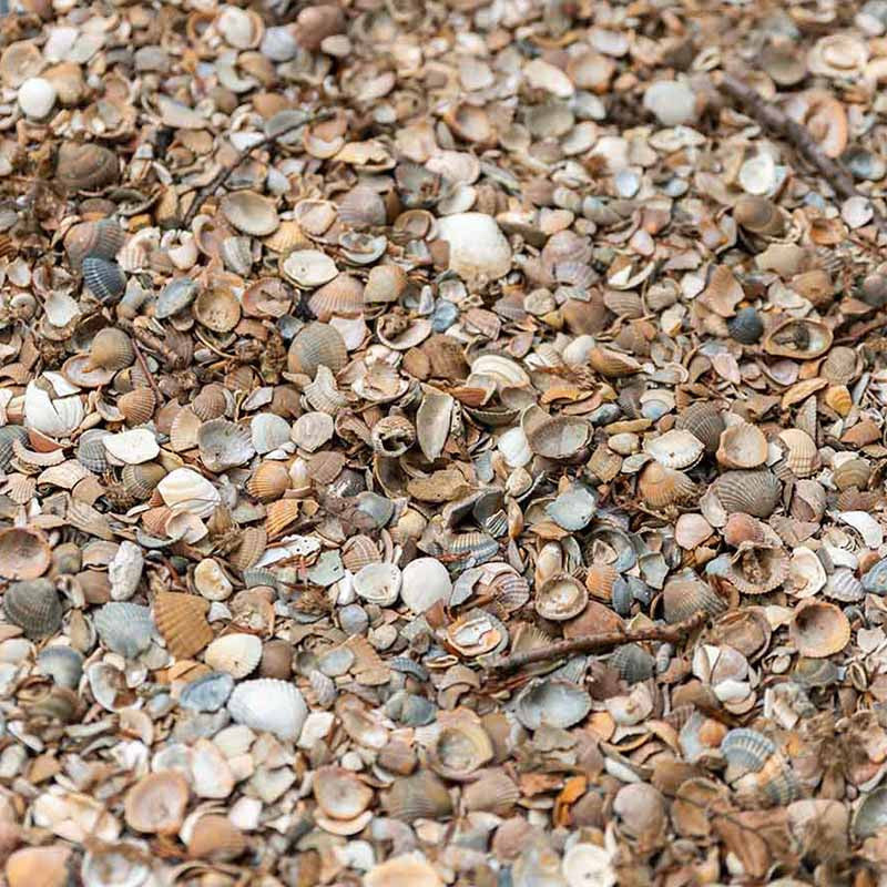 Noordzeeschelpen | Jouwtuinwinkel.nl.