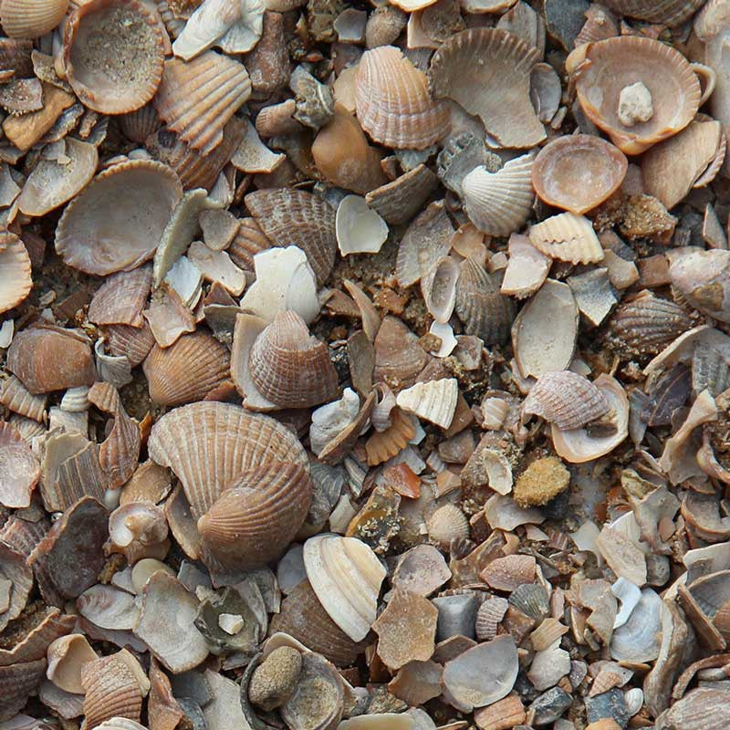 Noordzeeschelpen | Jouwtuinwinkel.nl.