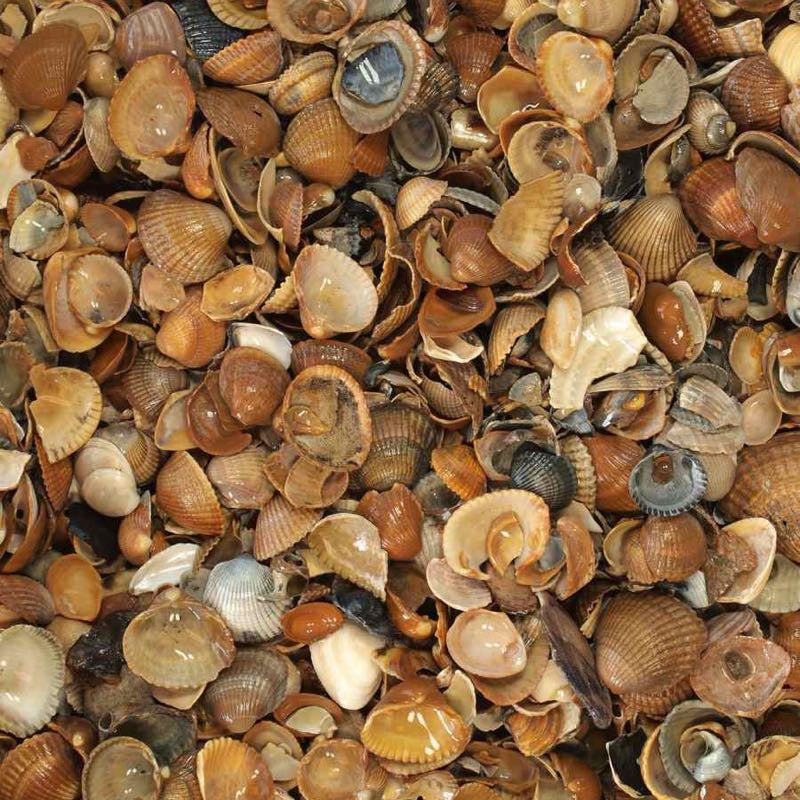 Noordzeeschelpen | Jouwtuinwinkel.nl.