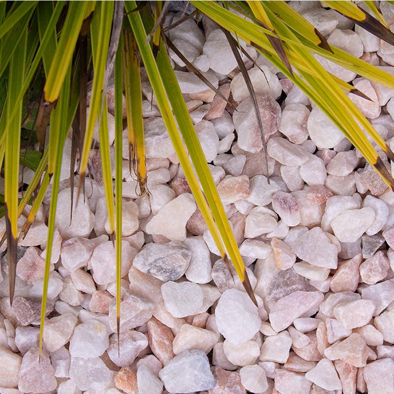 Rosa Milano split | Jouwtuinwinkel.nl.