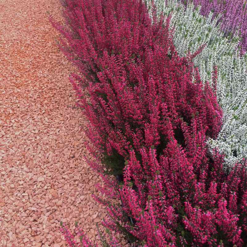 Rosso Verona split | Jouwtuinwinkel.nl.