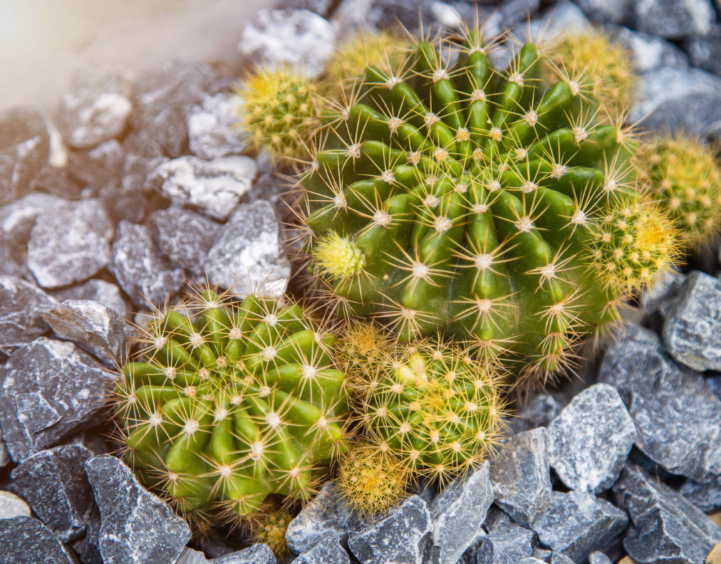 Goedkope onderhoudsvrije tuin