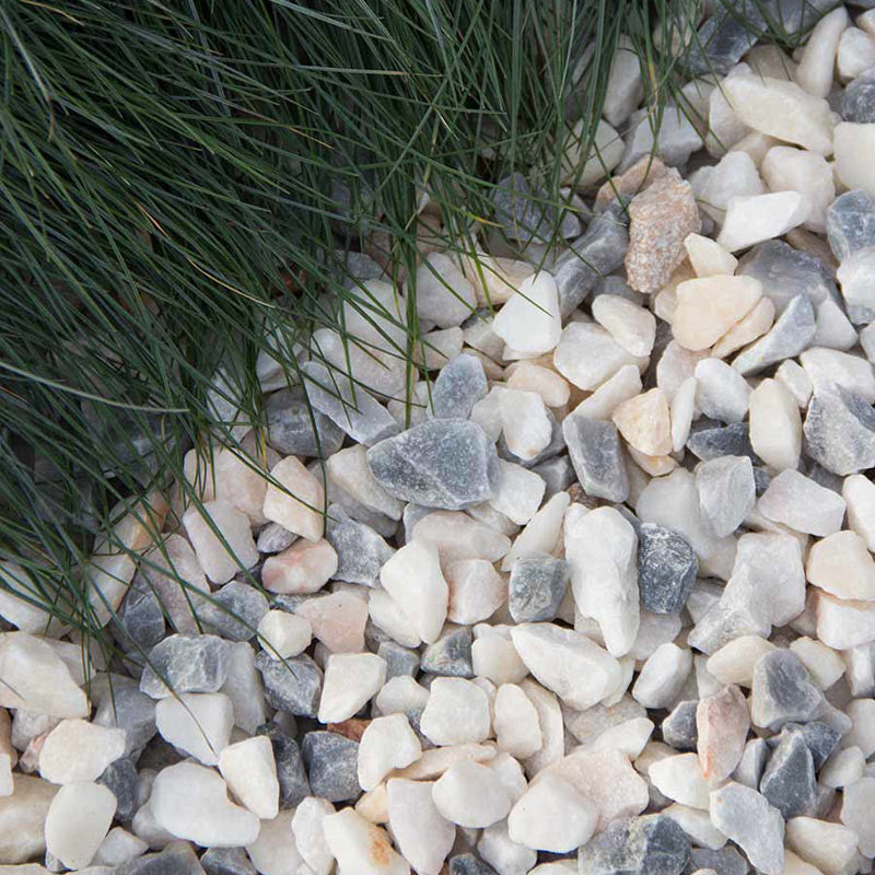 Frozen pink split |  Jouwtuinwinkel.nl.