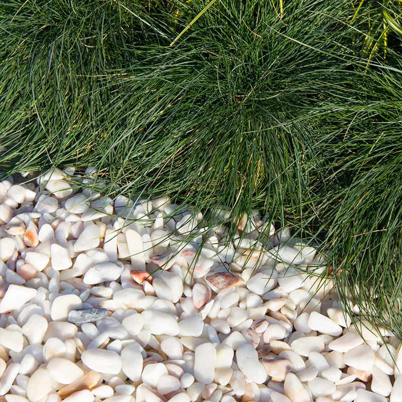 Rosa Milano grind |  Jouwtuinwinkel.nl.