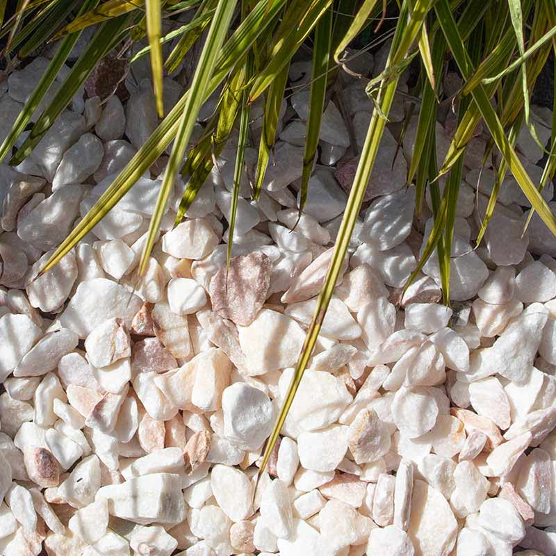 Rosa Milano split |  Jouwtuinwinkel.nl.